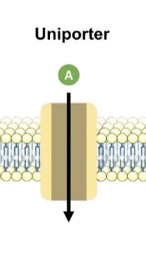 <p>carrier protein, one molecule in one direction</p>