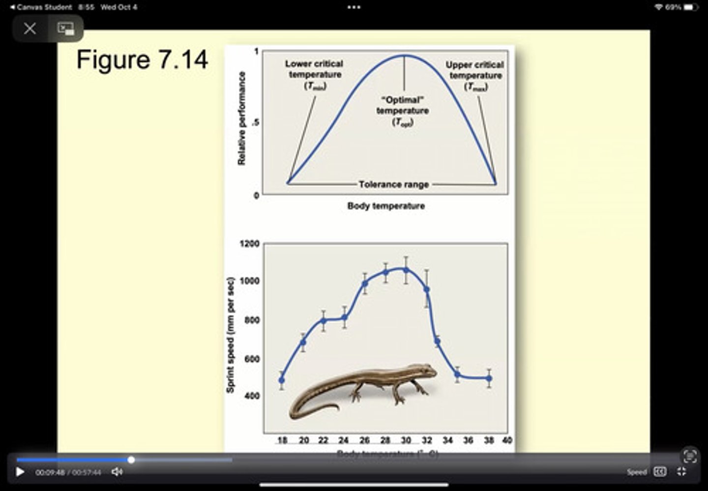 <p>process of maintaining body temp through the exchange of thermal energy with the surrounding environment</p><p>- animals that do this are ectotherms (&gt;99.9% of animals are ectothermic</p>