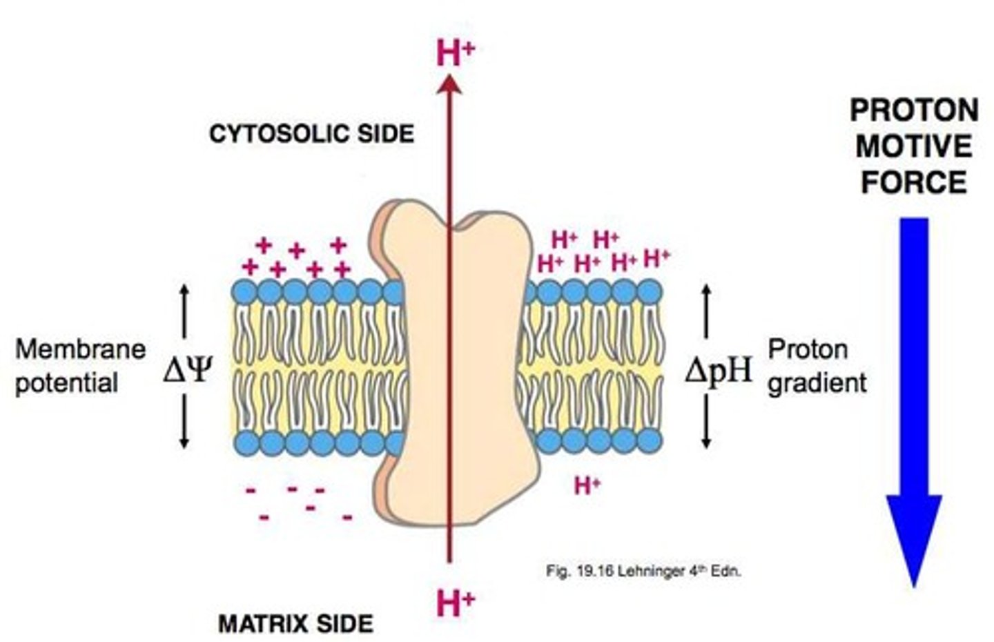 <p>the potential energy stored in the form of an electrochemical gradient, generated by the pumping of hydrogen ions across biological membranes during chemiosmosis</p>