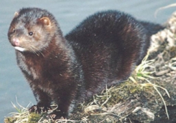 <p>Mustela vison</p>