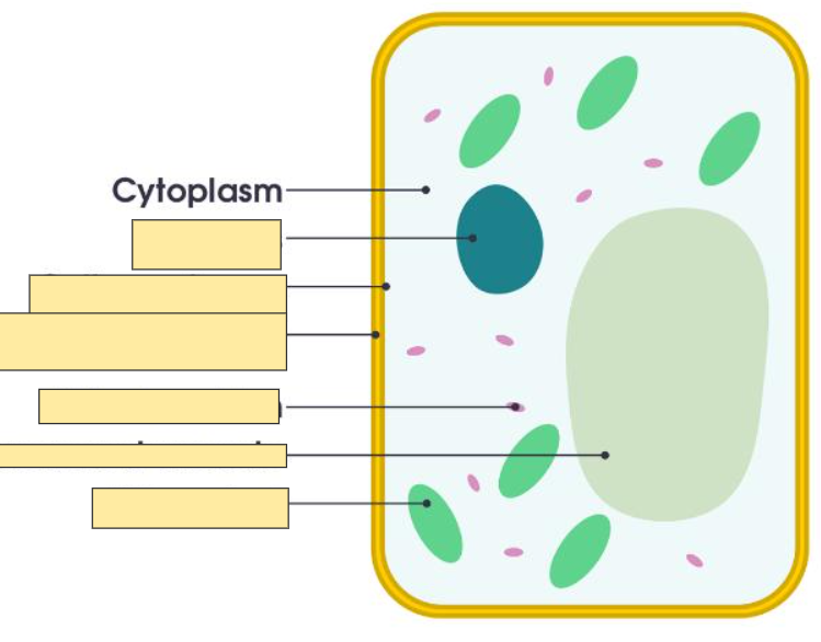 <p>Cytoplasm</p>