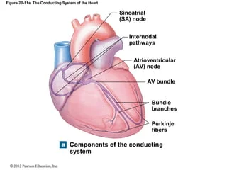 <p><strong>Specialized Excitatory</strong> and conductive systems of the heart flow:<br><br> __ Node →<strong> </strong>__________ pathways  → __<strong> </strong>Node → <strong>________ </strong>→ <strong>________  </strong>→ ________ _______</p>
