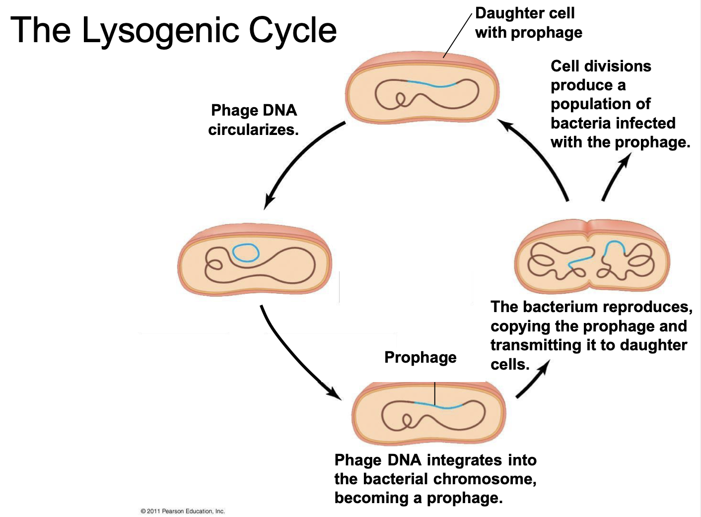<p>explain the lysogenic cycle</p>