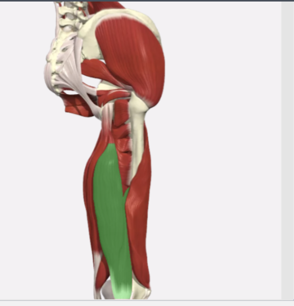 <p>Biceps Femoris</p>