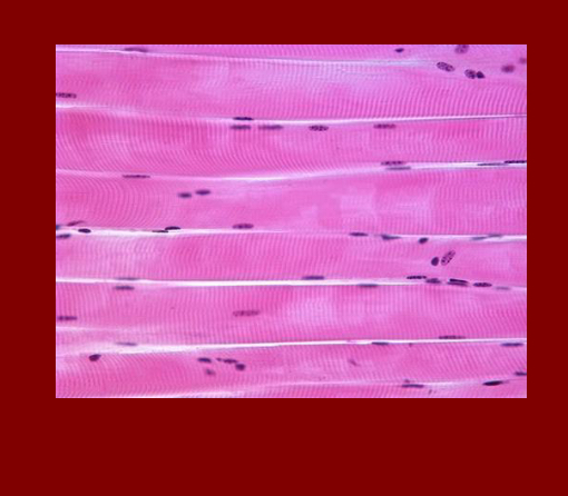 <p> skeleton Muscle</p>