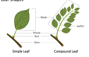 <p><span>simple leaf</span></p>