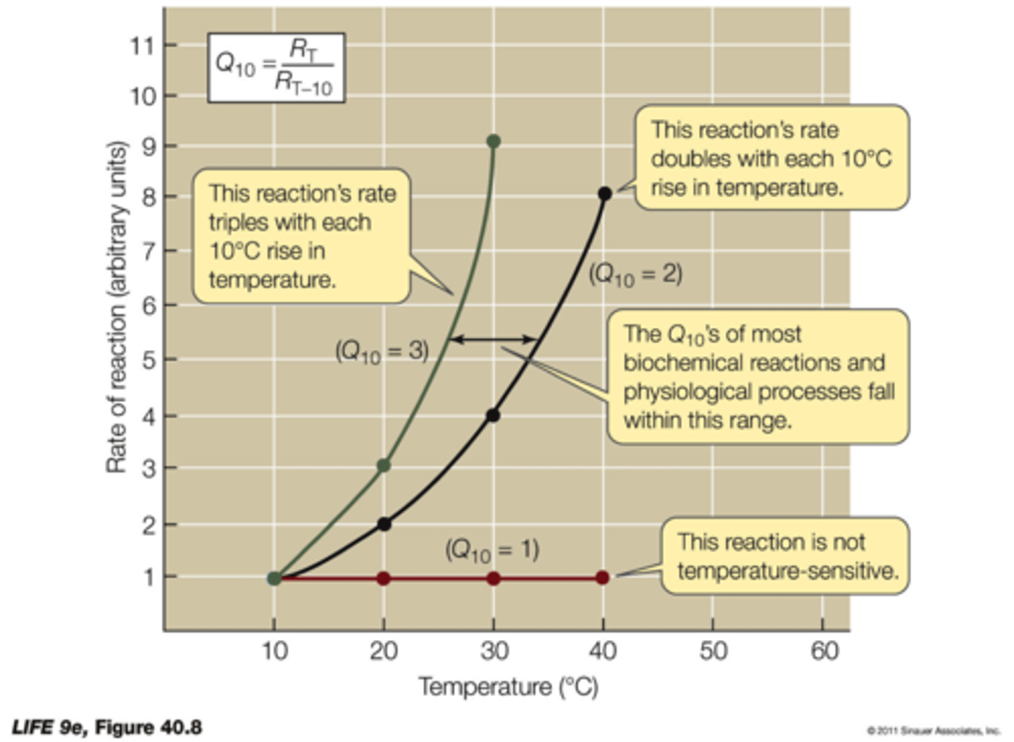 <p>Tells us the reaction velocity's correlation to temperature.</p><p>Q10 = Rt / (Rt-10)</p><p>If Q10 stays the same at every temperature = reaction is not correlated to temperature.</p>