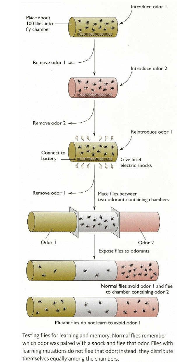 <p>Seymour Benzer</p><p>developed the genetic screen for memory genes. He found that fruit flies are capable of associative classical conditioning. They found mutants that have deficiency in memory. All mutants had deficiency in PKA signaling pathway.</p><p>Examples:</p><p>-rutabaga - mutation in Adenylyl Cyclase</p><p>-DCO – mutation in catalytic subunit of PKA</p><p>PKA: protein kinase A pathway is critical for pavlovian conditioning</p><p></p>