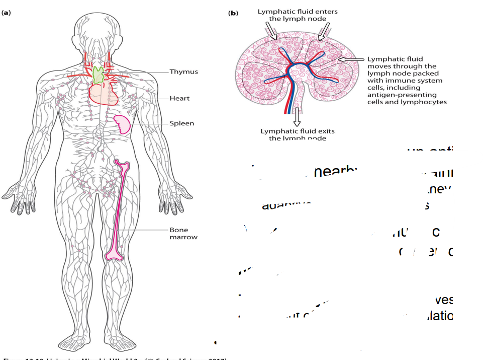<p>Lymphatic System</p>