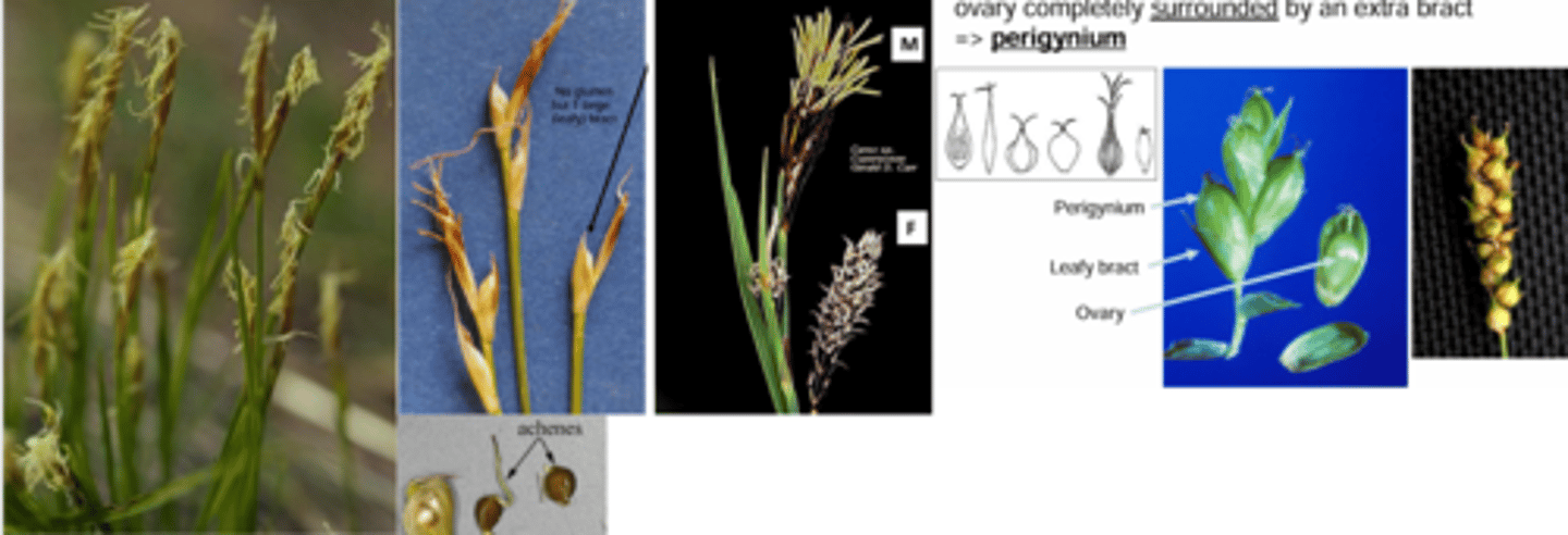 <p>What genus has these characteristics?</p><p>- diverse inflorescences</p><p>- flowers always unisexual (male OR female)</p><p>- plants monoecious (same plant)</p><p>- diverse habitats (wet &amp; dry</p><p>- ovary completely surrounded by an extra bract - Perigynium (like a vase/pod around the flower)</p>