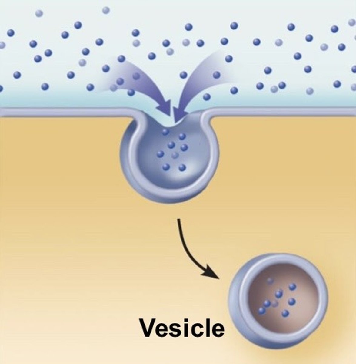 <p>the ingestion of liquid into a cell by the budding of small vesicles from the cell membrane.</p>