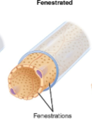 <ul><li><p>endothelial</p></li><li><p>spanned, small, limited, proteins</p></li><li><p>renal glomerulus, podocytes</p></li><li><p>basal lamina, endocrine, intestines, pancreas, glomeruli, kidney</p></li></ul><p></p>