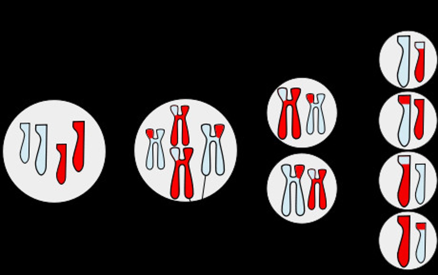 <p>Pairs are separated into 2 different cells</p>