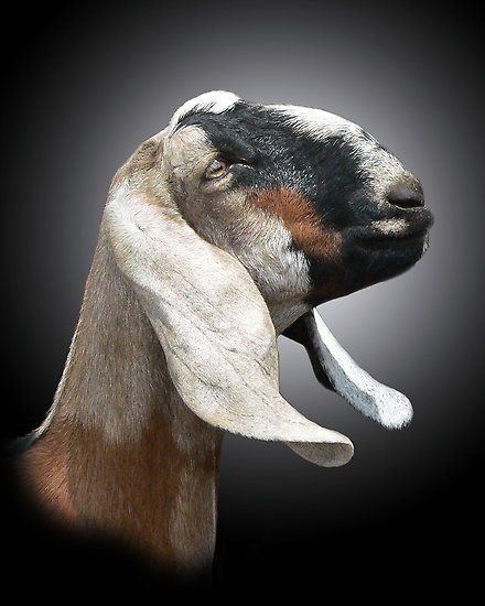 <p><span><span>•A very popular breed.</span></span></p><p><span><span>•Large breed of goat, has long, wide, pendulous ears, and a roman nose.</span></span></p><p><span><span>•Goats of this breed usually are brown, but can be almost any color.</span></span></p><p><span><span>•Milk breed</span></span></p><p><span><span>•The Nubian breed originated in the United Kingdom from British and Near-East descendants.</span></span></p><p><span><span>•Nubians have a high butterfat content in their milk and Nubian milk is therefore good for cheese making.</span></span></p>