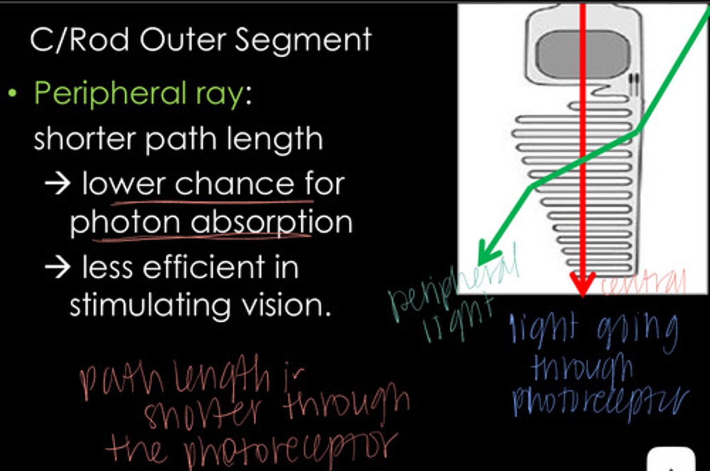 <p>What phenomenon is this referring to? Light rays traveling through the periphery of the pupil are less effective in stimulating vision than rays passing centrally through the pupil</p>