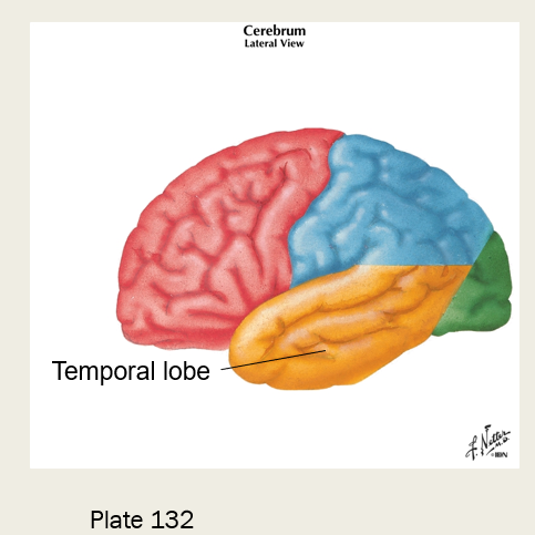 <p>temporal lobe </p>