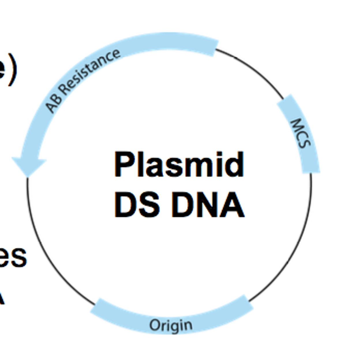 <p>allows plasmid to replicate independently form the bacterial chromosome</p>
