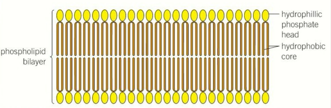 <ul><li><p>Formed by a phospholipid bilayer</p><ul><li><p>The hydrophilic phosphate heads of the phospholipids form both the inner and outer layer of the membrane</p></li><li><p>The hydrophobic fatty acid tails form the hydrophilic centre</p></li></ul></li><li><p><strong>Fluid</strong> - phospholipids and proteins are free to move within the layer (mostly sideways) via diffusion </p></li><li><p><strong>Mosaic</strong> - The proteins embedded in the layer vary in shape, size and position (in the very same as the tiles of the mosaic </p></li></ul><p></p>