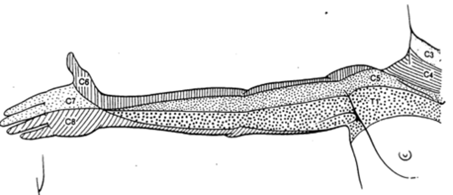 <p>In anatomical position, the upper-middle portion of the anterior arm.</p>