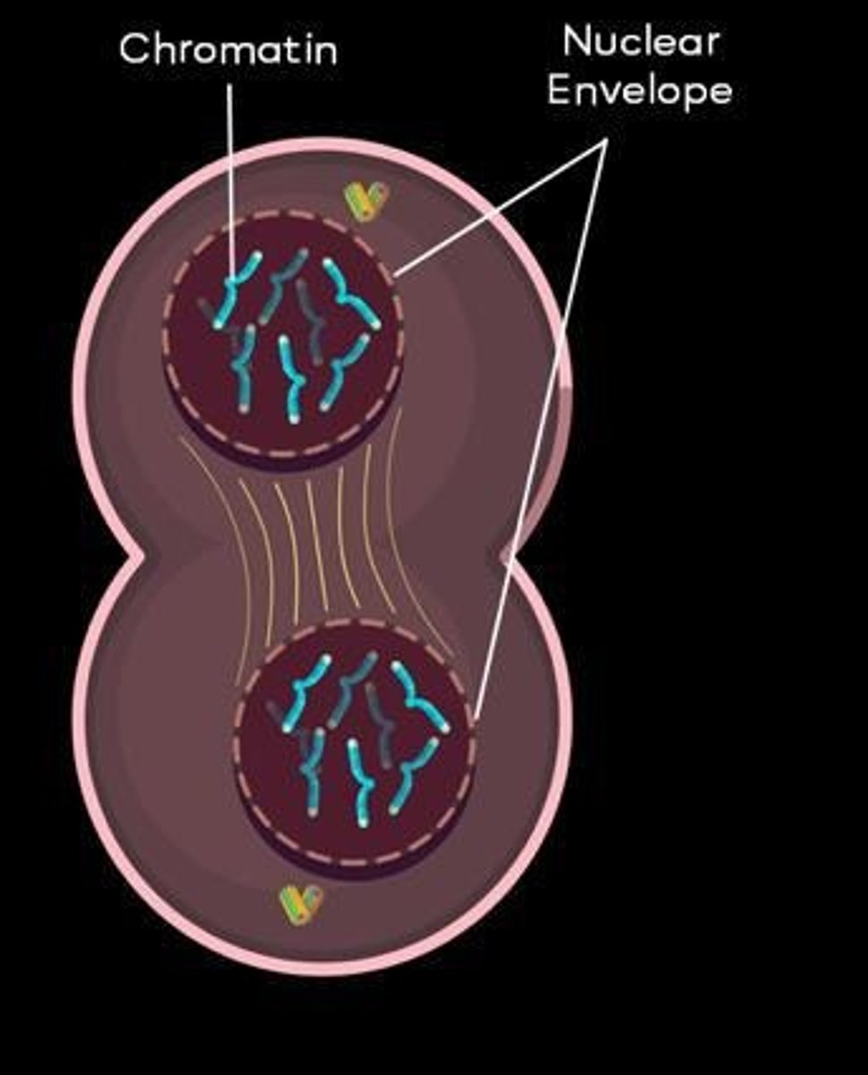 <p>Division of cytoplasm after mitosis.</p>