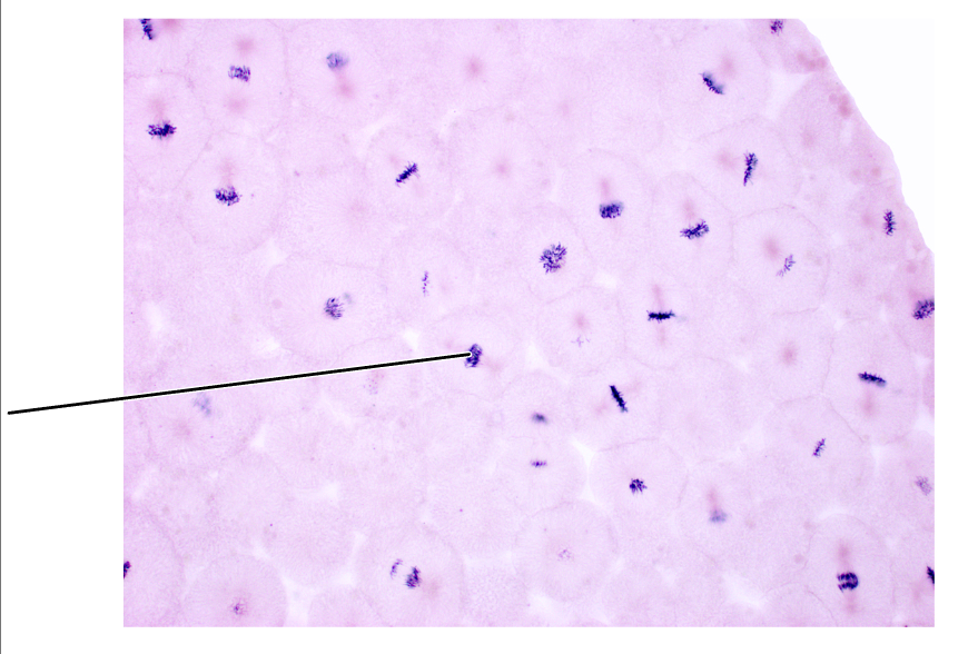<p>What stage of mitosis is shown by this cell?</p><p>(Cross section of whitefish blastula).</p>