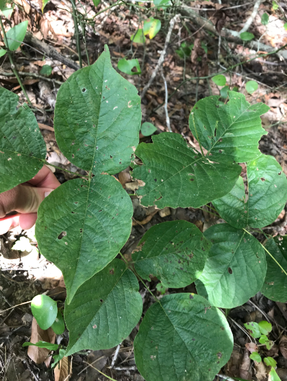 <p>This vine is the native counterpart and somewhat lookalike to Pueraria montana</p>