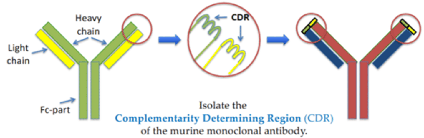 <p>Raise a monoclonal antibody with the right specificity from an immunised mouse.</p><p>Replace the CDR (hypervariable region) of a human monoclonal antibody with the CDR derived from the mouse monoclonal antibody.</p>
