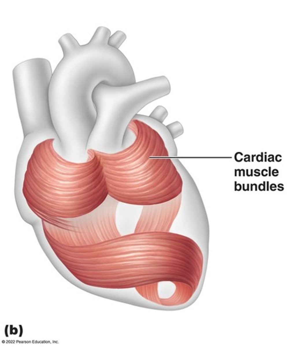 <p>Walls of the heart, branched, striated, single nucleus, involuntary control.</p>