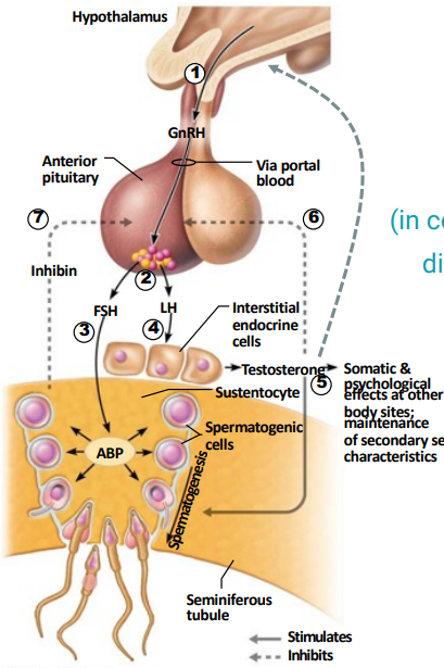 The anterior pituitary to release FSH and LH.
