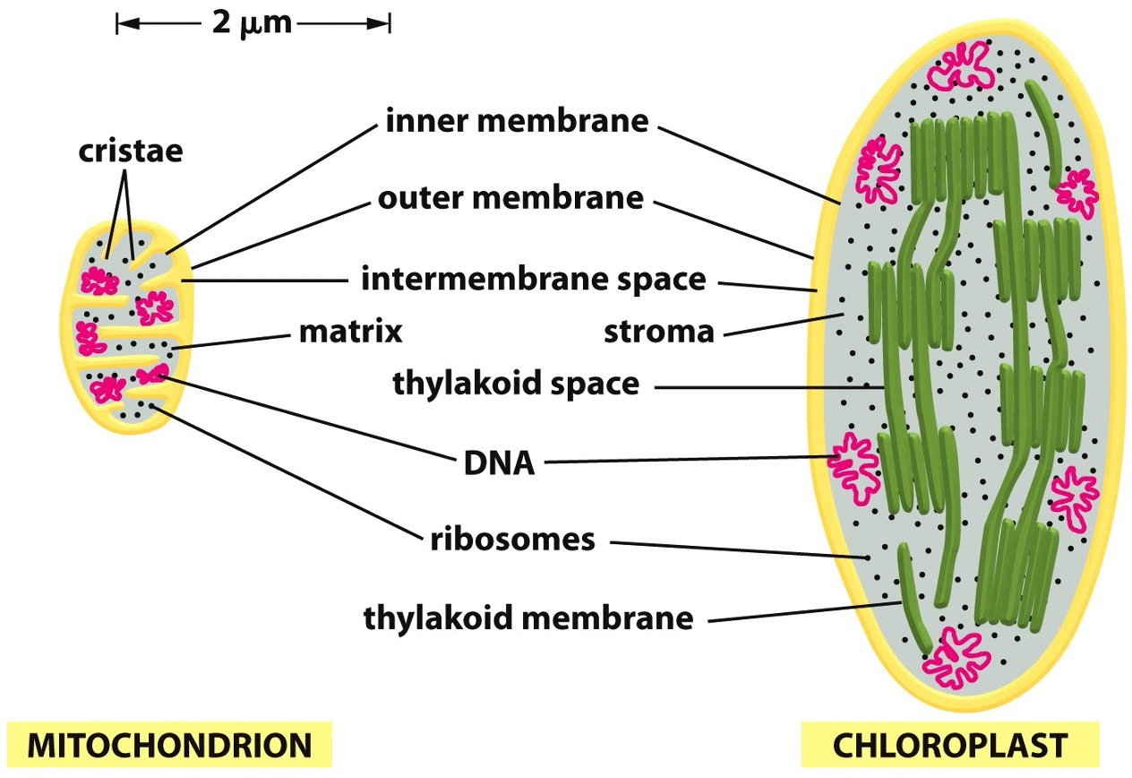 <p>Chloroplasts resemble what in structure…</p>