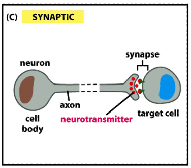<ul><li><p>neurons transmit signals electrically along their axons </p></li><li><p>release neurotransmitters at synapses, which are often located far away from the neuronal cell body</p></li></ul><p></p>