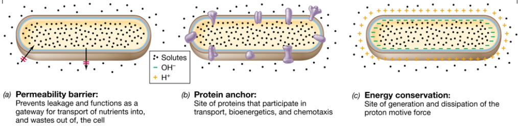 <ul><li><p>surrounds cytoplasm</p></li><li><p><span>A lipid bilayer with proteins embedded</span><br><span>• Bacteria and Archaea have different lipids</span></p></li><li><p><span>selectively permeable = special carrier mechanisms for passage of most molecules</span><br><span>• Regulates transport of nutrients and waste</span></p></li></ul><p></p>