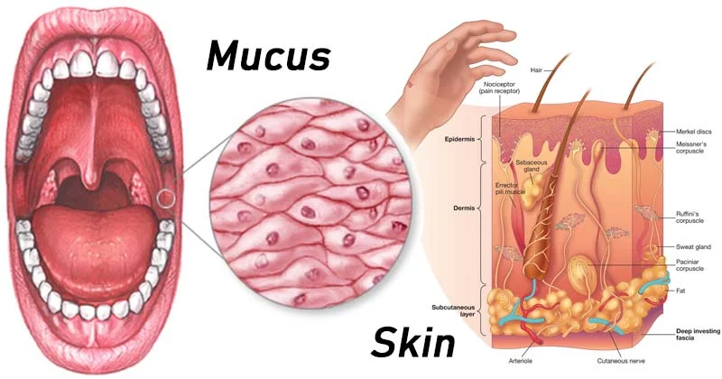<p>Skin and mucous membranes!!</p><p><br><strong><em>Skin <mark data-color="#b71969" style="background-color: #b71969; color: inherit">f</mark></em><mark data-color="#b71969" style="background-color: #b71969; color: inherit">orms a tough physical shield</mark></strong> against pathogens and <mark data-color="#95095c" style="background-color: #95095c; color: inherit">produces </mark><strong><mark data-color="#95095c" style="background-color: #95095c; color: inherit">sebum</mark></strong>, that keeps our skin at a low pH, inhibiting the growth of bacteria</p><p><strong><em>Mucous Membranes </em></strong>help protect vulnerable areas (like airways, the digestive system, reproductive organs) by<strong><em> </em><mark data-color="#b71969" style="background-color: #b71969; color: inherit">produce mucus, </mark></strong>which traps pathogens and contains <strong><mark data-color="#980c72" style="background-color: #980c72; color: inherit">lysozyme enzymes</mark></strong> that have antibacterial properties.</p>