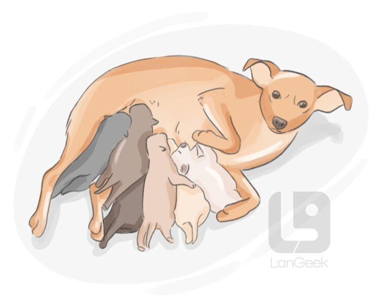 <p>to Breed</p>