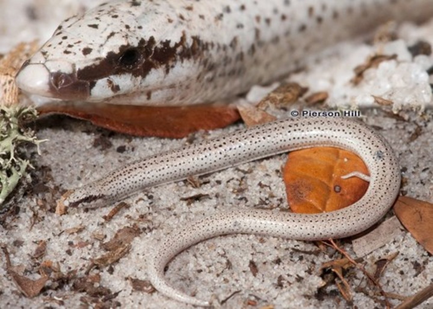 <p>(Plestiodon reynoldsi)</p>