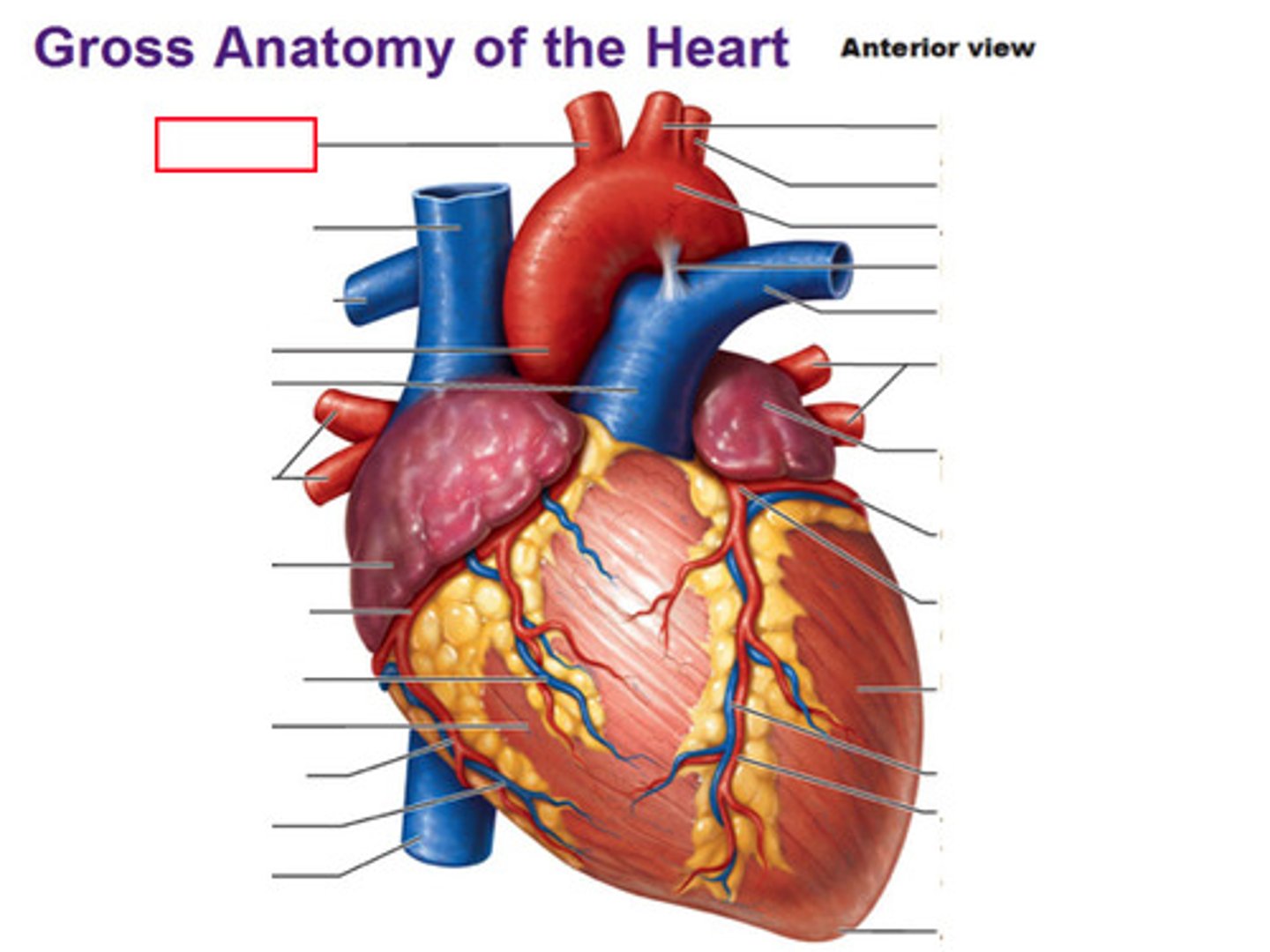 <p>Brachiocephalic Trunk</p>