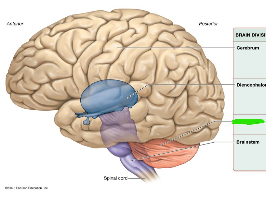 <p>Monitors and coordinates movement </p>