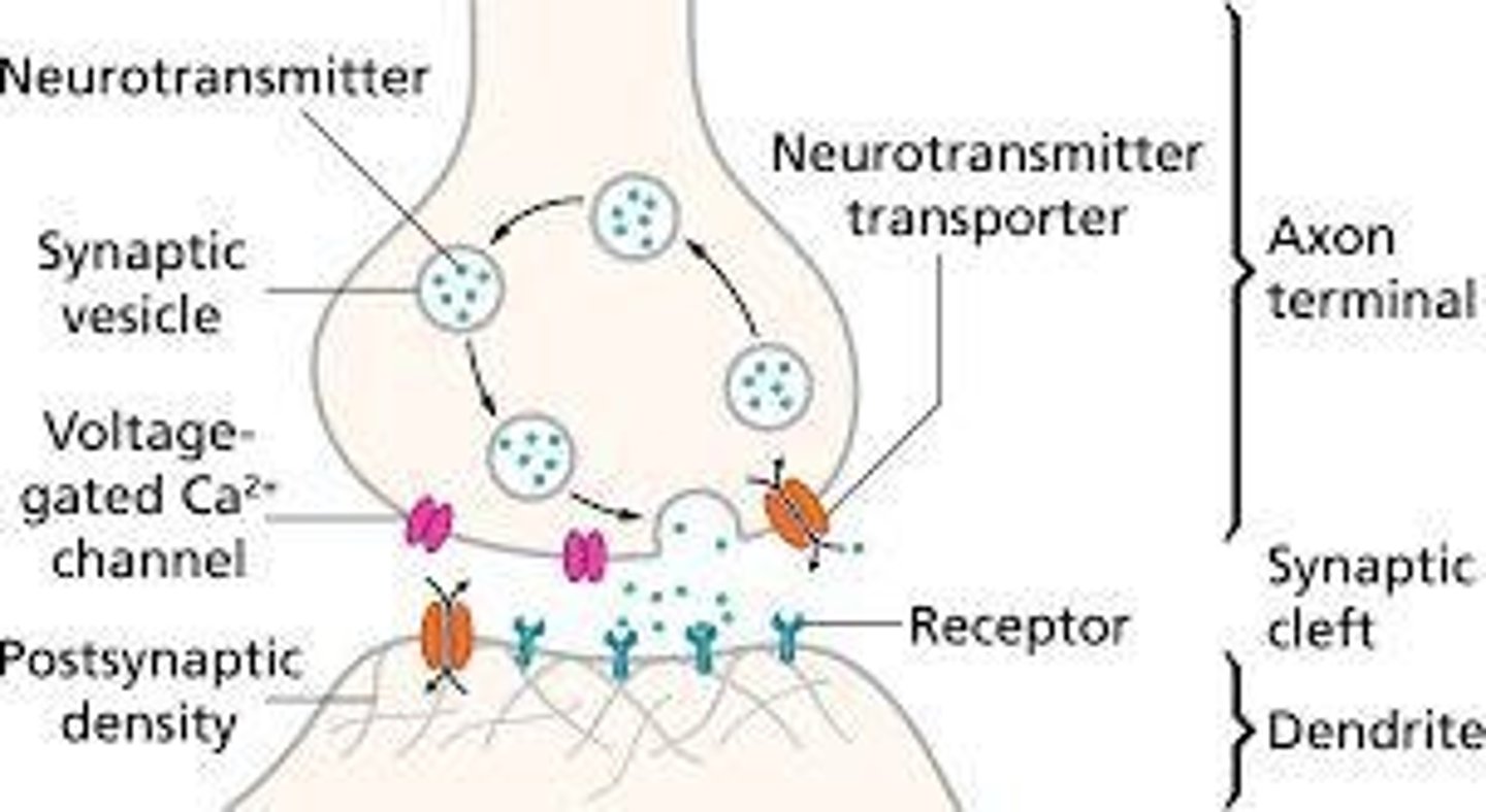 <p>Gap between axon of one neuron and dendrite of another.</p>