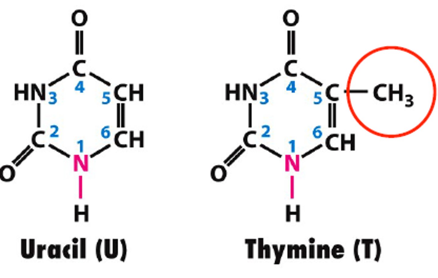 <p>A nitrogenous base found in RNA (but not in DNA); pairs with adenine</p>