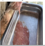<p>What condition does this indicate in a cow?</p>