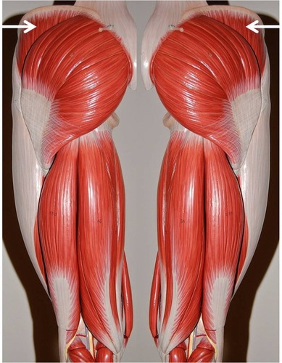 <p>abducts and medially rotates thigh</p>