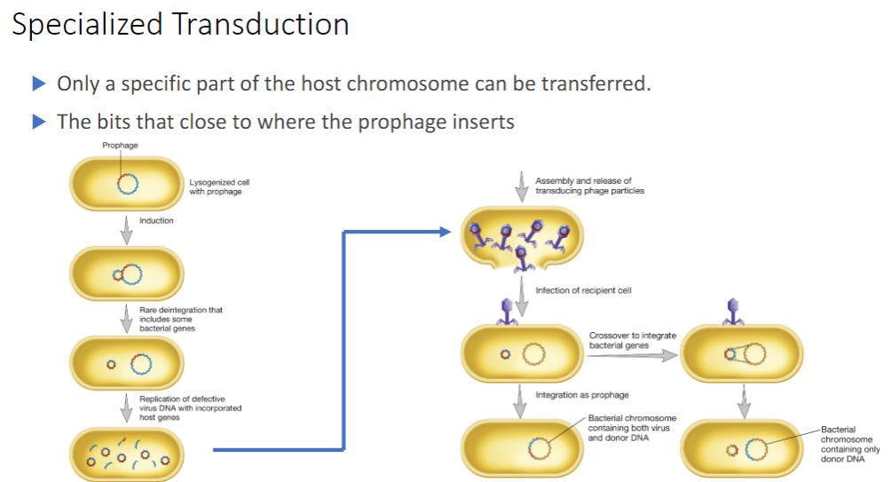 <p>-In specialized transduction, only specific portions of the bacterial genome are carried by transducing particles. Specialized transduction is made possible by an error in the lysogenic life cycle of temperate phages that insert their genomes into a specific site in the host chromosome. When a prophage is induced to leave the host chromosome, excision is sometimes carried out improperly. The resulting phage genome contains portions of the bacterial chromosome (about 5 to 10% of the bacterial DNA) next to the integration site, much like the situation with F plasmids (figure 12.27). However, the transducing particle is defective because it lacks some viral genes and cannot reproduce without assistance. In spite of this, it will inject the remaining viral genome and any bacterial genes it carries into another bacterium. The bacterial genes may become stably incorporated under the proper circumstances.</p>