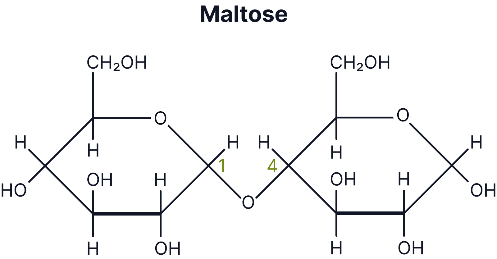 <ul><li><p><strong>Definition</strong>: Carbohydrates formed when two monosaccharides join via a glycosidic bond.</p></li><li><p><strong>Examples</strong>: Maltose, Sucrose, Lactose</p></li><li><p><strong>Function</strong>: Energy transport and storage.</p></li><li><p><strong>Properties</strong>: Soluble</p></li></ul><p></p>