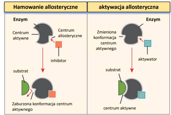 <p>jest to forma w której cząsteczka regulatorowa (czyli <strong>aktywator lub inhibitor</strong>) wiąże się z enzymem w innym miejscu niż centrum aktywne, zwanym <strong>centrum allosterycznym </strong></p><p>kontrolują reakcje nieodwracalne </p>