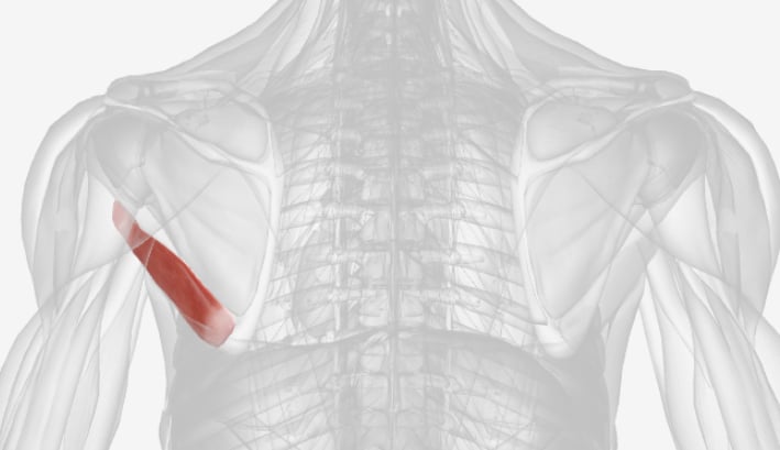 <p>What muscle is this?</p>