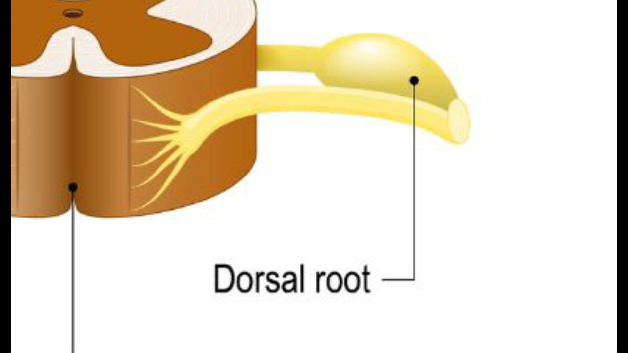 <p>(dorsal root ganglia) </p>