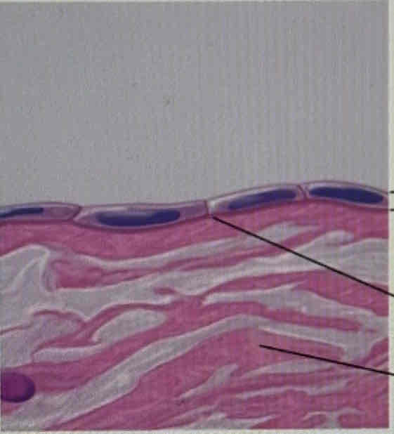 <p>What tissue is this?</p>