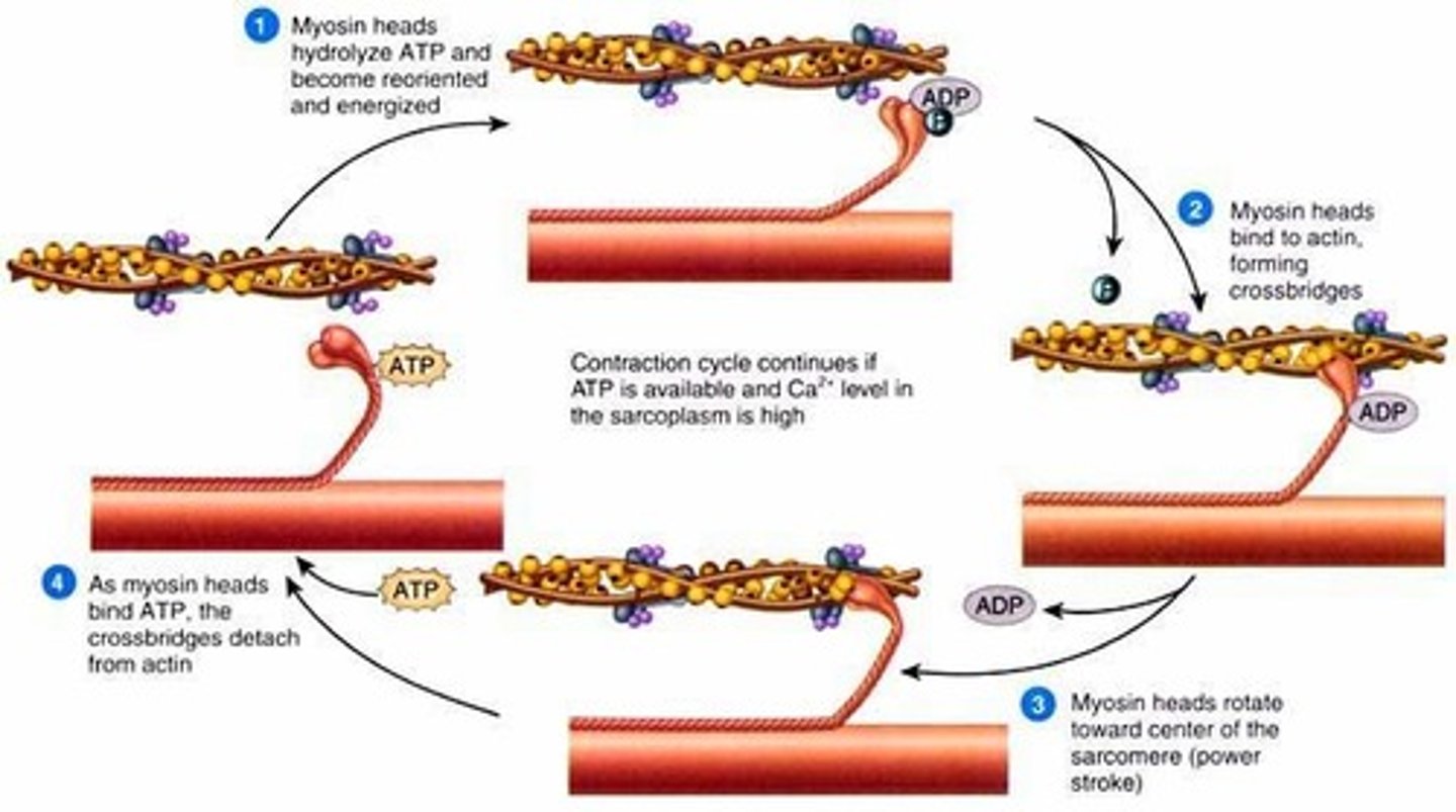 <p>On actin, the binding sites for the myosin heads are covered by a blocking complex (troponin and tropomyosin)</p><p>Calcium ions bind to troponin and reconfigure the complex, exposing the binding sites for the myosin heads</p><p>The myosin heads then form a cross-bridge with the actin filaments</p>