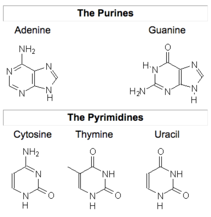 <ul><li><p>Pyrimidines (one ring)</p><ul><li><p>Cytosine (C)</p></li><li><p>Thymine (T)</p></li><li><p>Uracil (U)</p></li></ul></li><li><p>Purines (two rings)</p><ul><li><p>Adenine (A)</p></li><li><p>Guanine (G)</p></li></ul></li></ul><p></p>