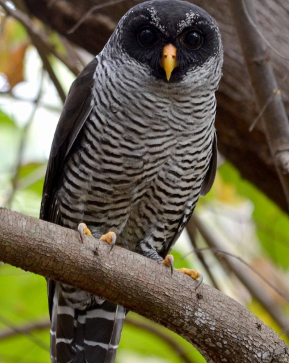 <p>What bird is this?</p>